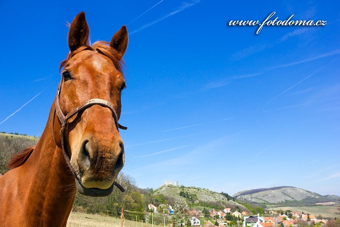 Kůň u obce Klentnice, CHKO Pálava, okres Břeclav, Jihomoravský kraj, Česká republika