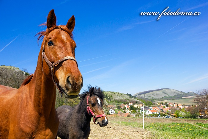 Koně u obce Klentnice, CHKO Pálava, okres Břeclav, Jihomoravský kraj, Česká republika
