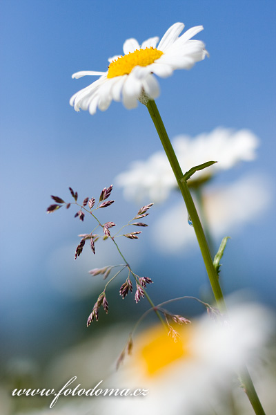 Galerie fotografií flóry