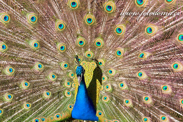 Fotografie Pv korunkat (Pavo cristatus)