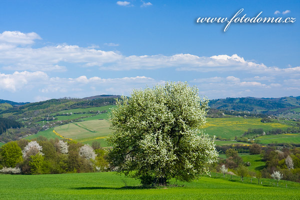 Fotografie jarn krajiny u obce ttn nad Vl, CHKO Bl Karpaty, esk republika