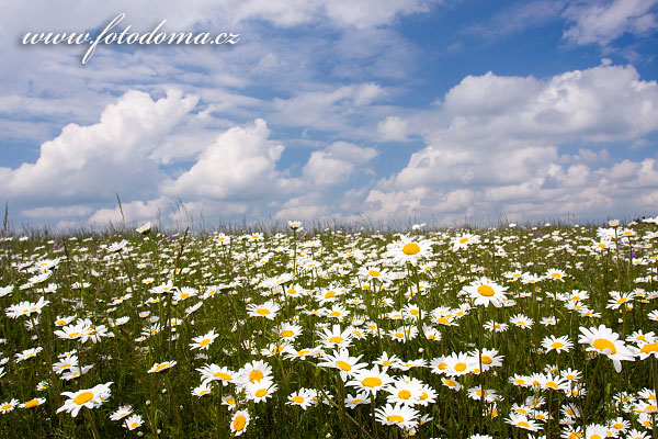 Fotografie jarn kvetouc kopretinov louka, CHKO Bl Karpaty, esk republika. Kopretina bl (Leucanthemum vulgare, Chrysanthemum leucanthemum, Leucanthemum   leucanthemum, Leucanthemum vulgare)