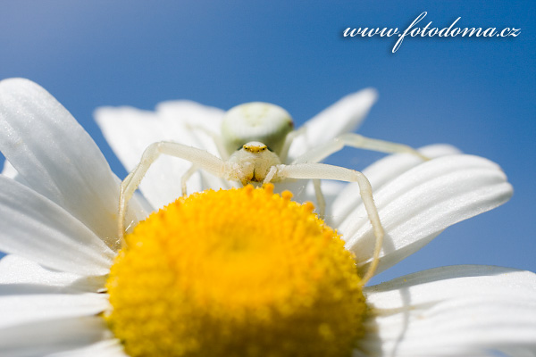 Fotografie Bnk kopretinov (Misumena vatia) a kopretina bl (Leucanthemum vulgare, Chrysanthemum leucanthemum, Leucanthemum leucanthemum, Leucanthemum vulgare)