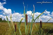 Fotografie Gig_4042839, Orobinec širokolistý, Typha latifolia