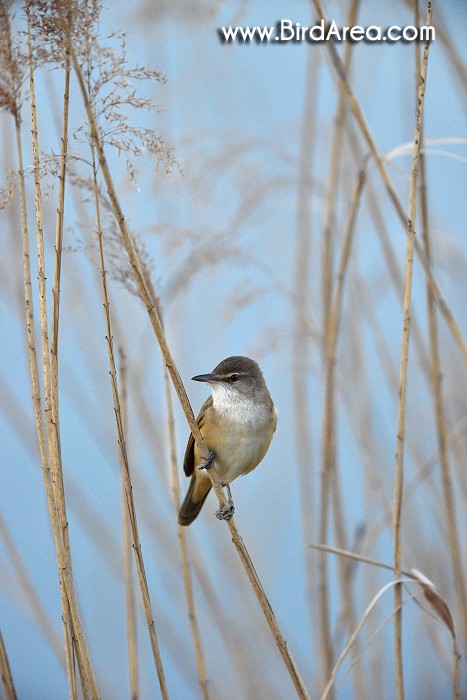 Rákosník velký, Acrocephalus arundinaceus