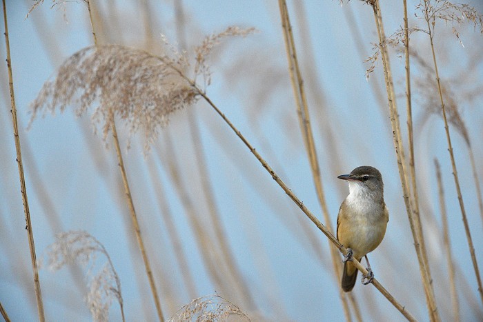 Rákosník velký, Acrocephalus arundinaceus