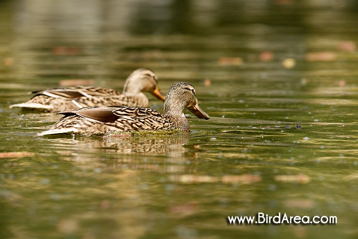 Mallard, Anas platyrhynchos