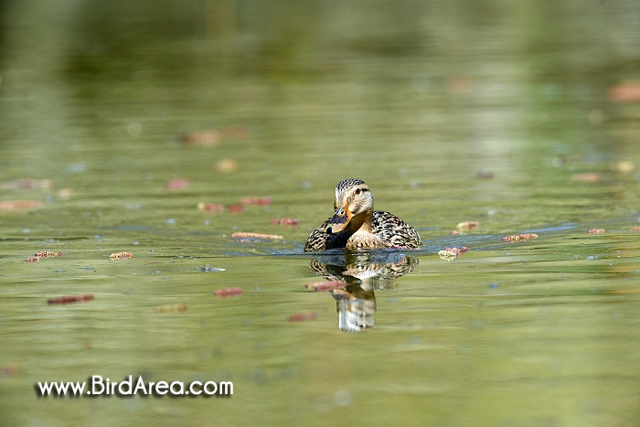 Mallard, Anas platyrhynchos