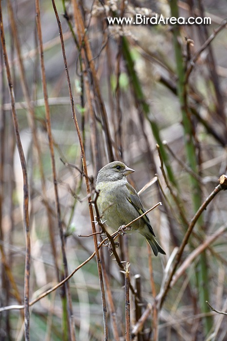 Zvonek zelený, Carduelis chloris