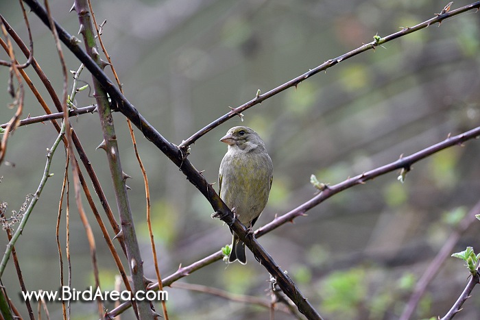 Zvonek zelený, Carduelis chloris