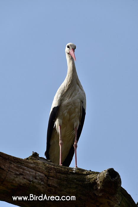 Čáp bílý, Ciconia ciconia