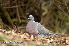 Holub hřivnáč, Columba palumbus