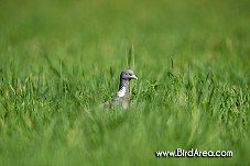 Holub hřivnáč, Columba palumbus