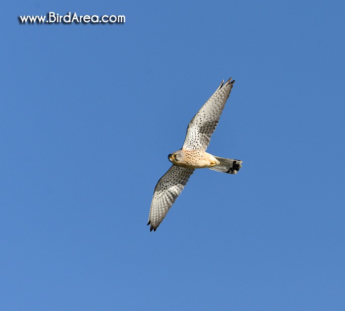 Eurasian Kestrel, Falco tinnunculus