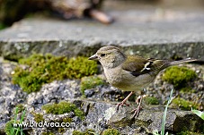 Pěnkava obecná, Fringilla coelebs