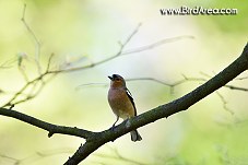 Pěnkava obecná, Fringilla coelebs