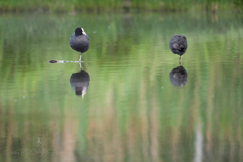 Lyska černá, Common Coot, Fulica atra