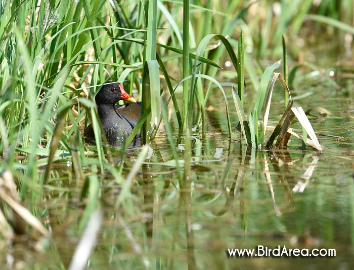 Slípka zelenonohá, Gallinula chloropus