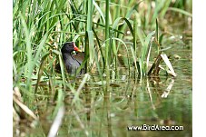 Slípka zelenonohá, Gallinula chloropus