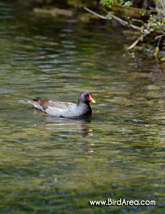 Slípka zelenonohá, Gallinula chloropus