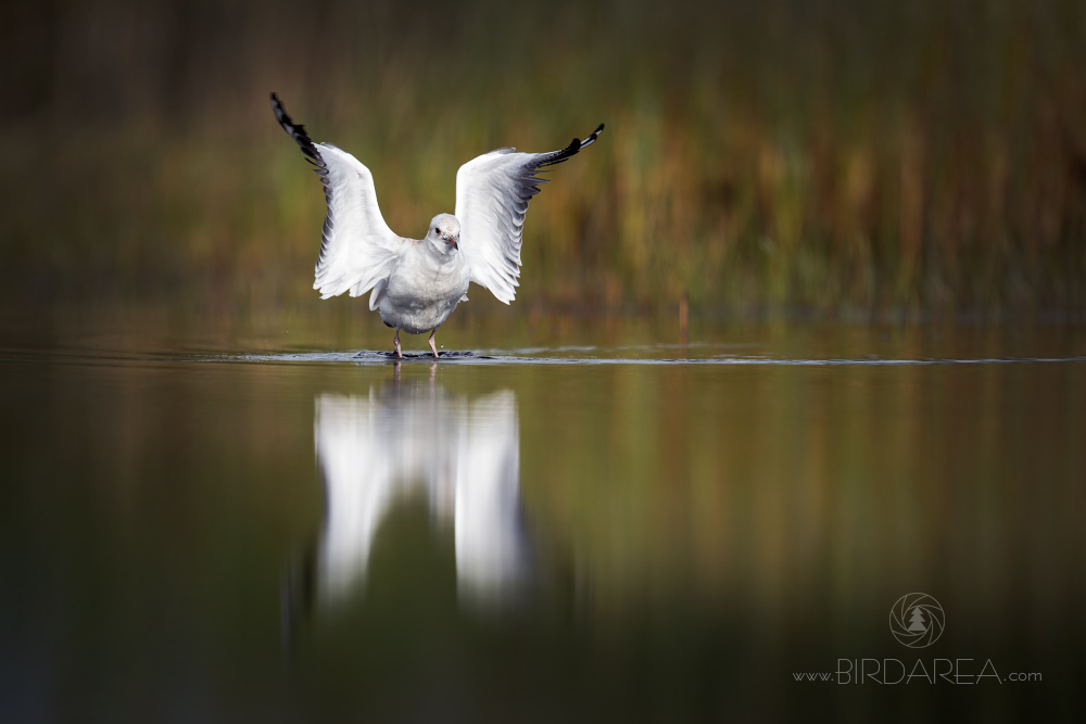 Racek chechtavý, Common Black-headed Gull, Larus ridibundus