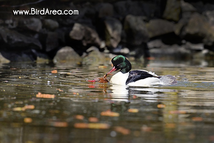 Morčák velký, Mergus merganser