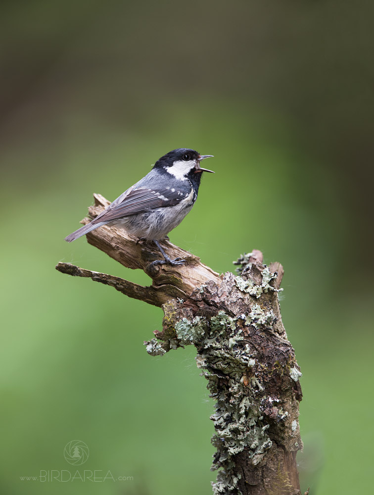 Sýkora uhelníček, Coal Tit, Parus ater