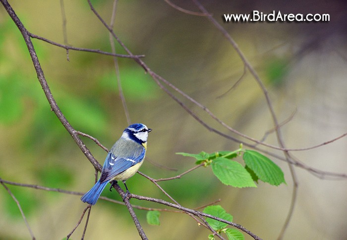 Sýkora modřinka, Parus caeruleus