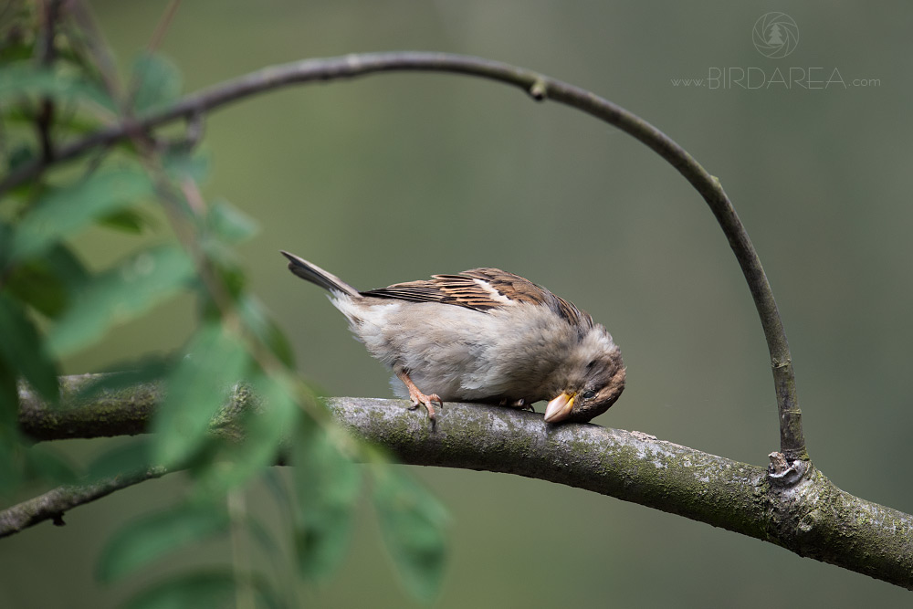 Vrabec domácí, House Sparrow, Passer domesticus