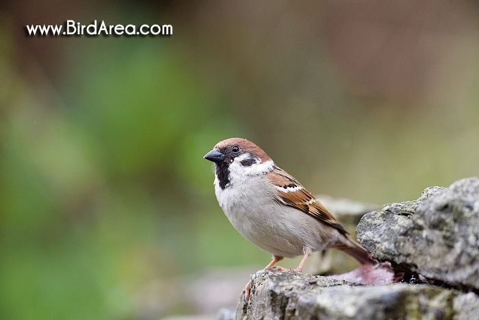 Vrabec polní, Passer montanus