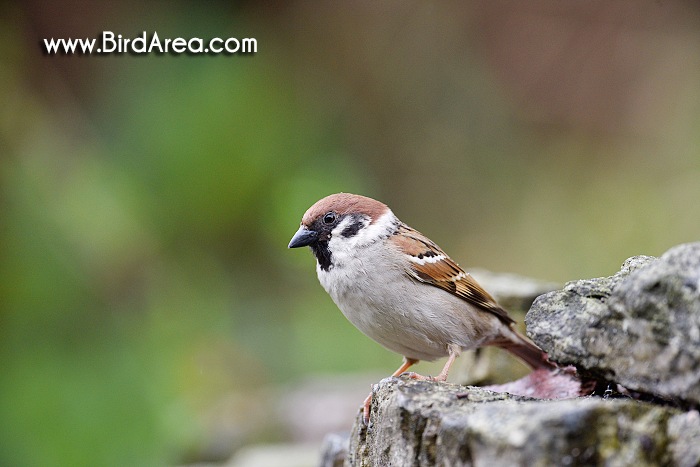 Vrabec polní, Passer montanus