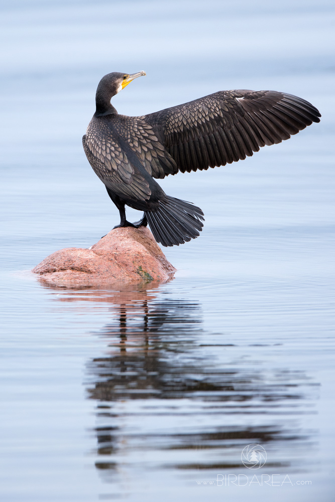 Kormorán velký, Great Cormorant, Phalacrocorax carbo
