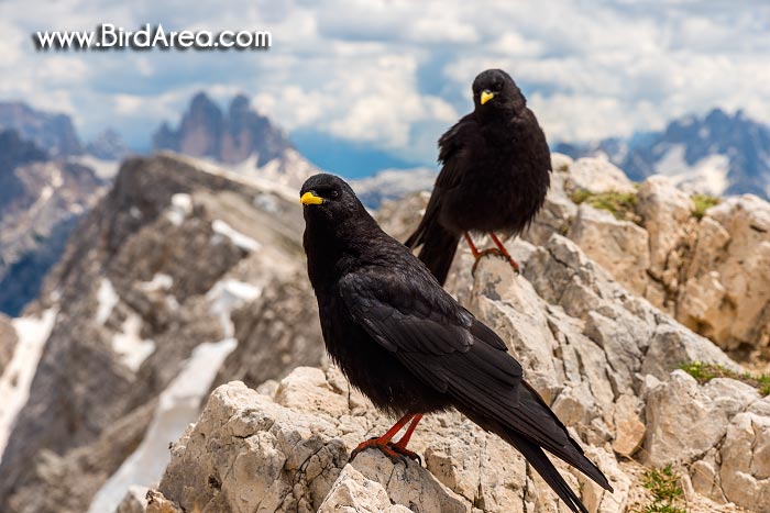 Kavče žlutozobé (Pyrrhocorax graculus) na hoře Dürrenstein (Picco di Vallandro)