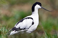Tenkozobec opačný, Recurvirostra avosetta