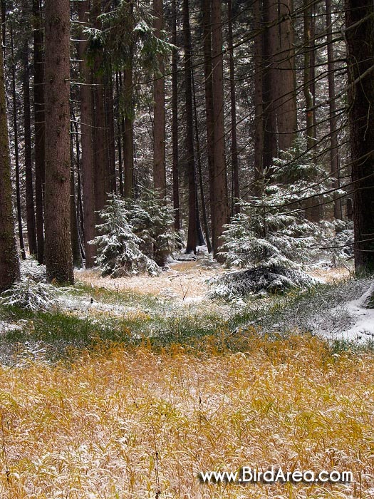 Přírodní rezervace Skřítek, Hanušovická vrchovina