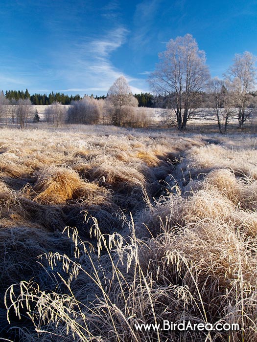 Mrazivé ráno u Kvildy, Národní park Šumava