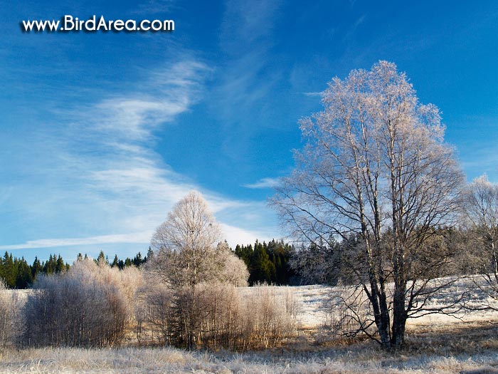 Mrazivé ráno u Kvildy, Národní park Šumava