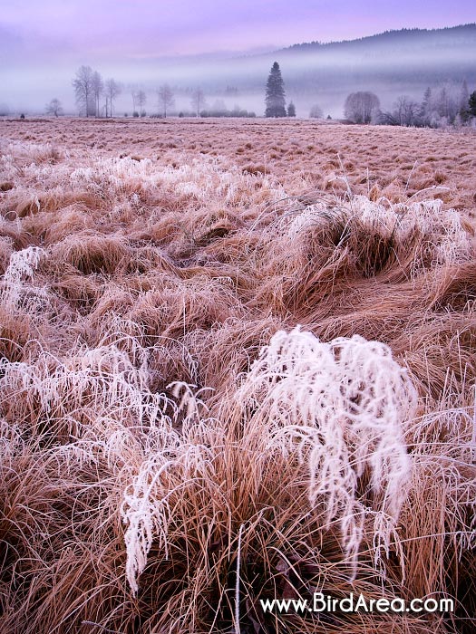 Svítání poblíž obce Prášily, Národní park Šumava