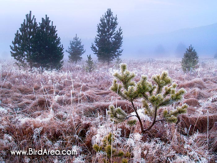 Mrazivé ráno poblíž obce Prášily, Národní park Šumava