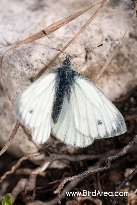 Bělásek řepkový (Pieris napi, Artogeia napi)