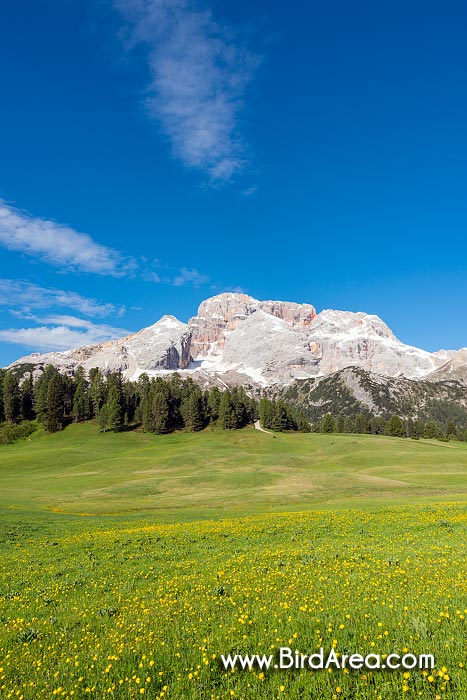 Hohe Gaisl (Croda Rossa), view from Plätzwiesen (Prato Piazza)