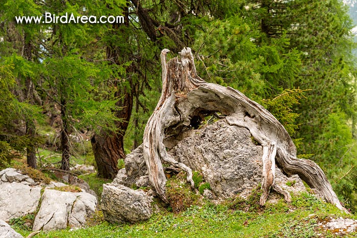 Old tree on the pasture, Plätzwiesen (Prato Piazza)