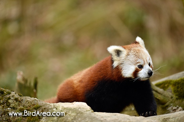 Red Panda, Ailurus fulgens