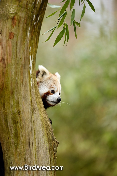 Red Panda, Ailurus fulgens