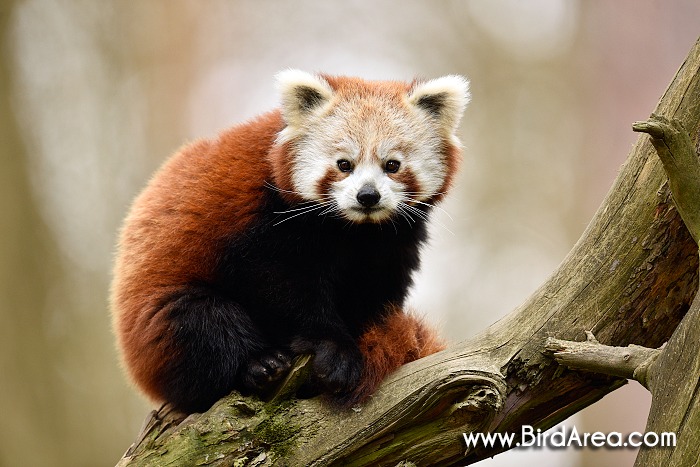 Red Panda, Ailurus fulgens