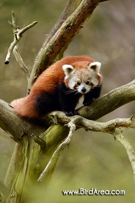 Red Panda, Ailurus fulgens