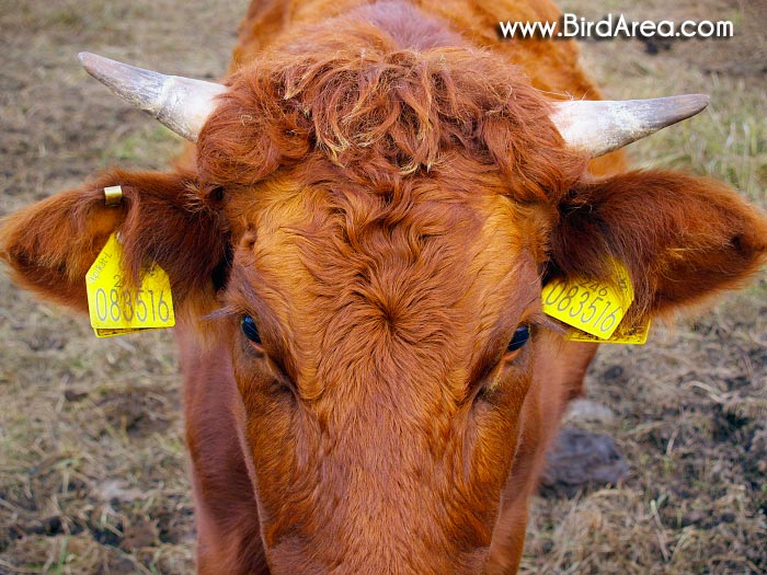 Domestic Cattle (Bos primigenius f. taurus)