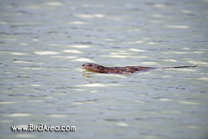 Muskrat, Ondatra zibethicus