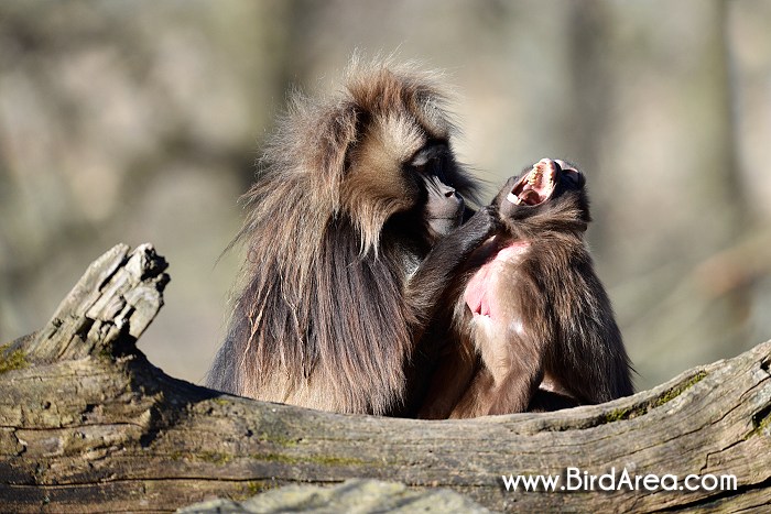 Dželada hnědá, Theropithecus gelada