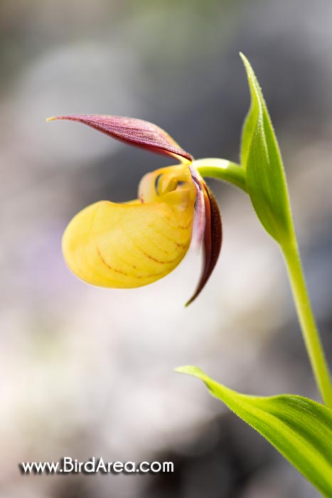 Lady's-slipper (Cypripedium calceolus, Cypripedilum calceolus)